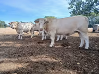母牛, Charolais cattle — 照片 6