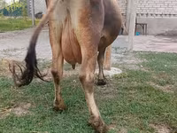 母牛, Cattle — 照片 7
