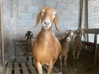 Oveja, Arashan sheep — foto 1