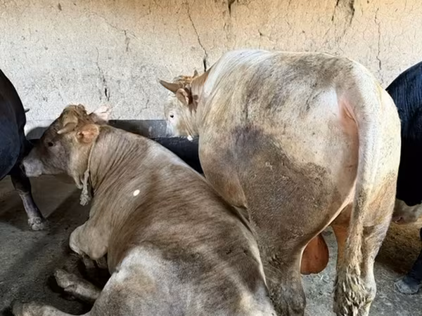 ثور, الماشية — قيرغيزستان