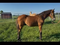 घोड़ा, Rocky Mountain Horse — फ़ोटो 4