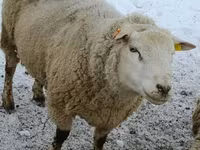 公羊, Sheep — 照片 1