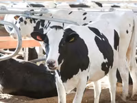 母牛, Holstein breed — 照片 2