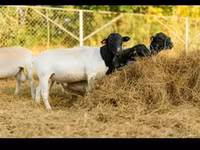 كبش, Dorper sheep — الصورة 5