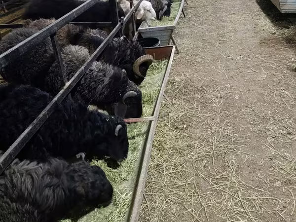 公羊, Sheep