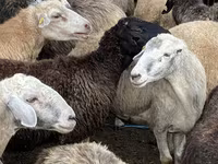 母羊, Sheep — 照片 1