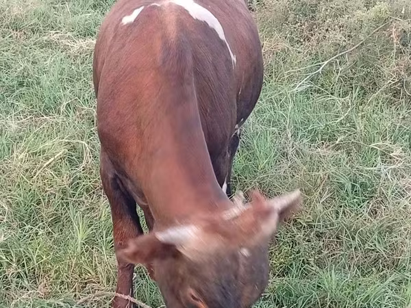 Toro, Ganado vacuno