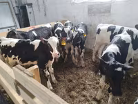 公牛, Swiss cattle — 照片 4
