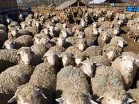 母羊, Kuibyshev sheep — 照片 6