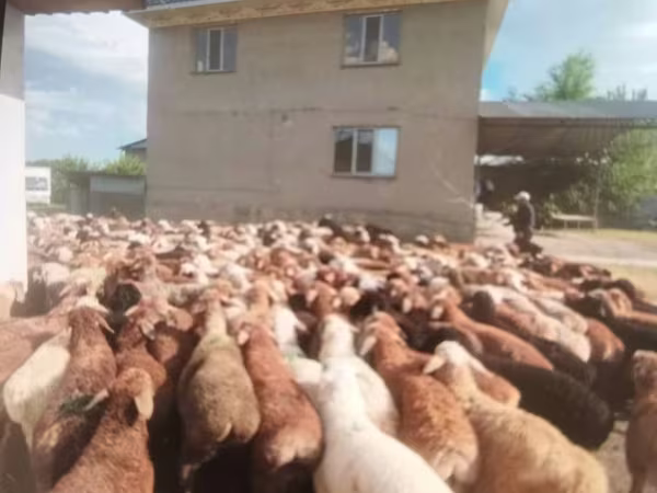 公羊, Sheep