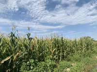 Продается кукуруза на силос. 2 гектара Дополнительно: - Поле — photo 2
