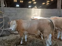 公牛, Blonde d’Aquitane cattle — 照片 3