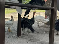 Turkeys — photo 3
