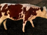 Toro, Swiss cattle — foto 3