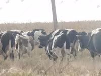 公牛, Holstein breed — 照片 1