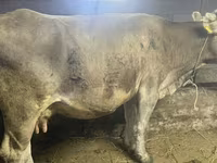 Cow, Cattle — photo 5
