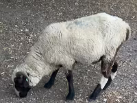 Ram, Sheep — photo 3