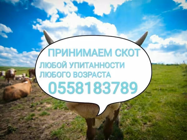 Cattle