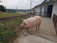 Cerda, Cerdos — foto 4