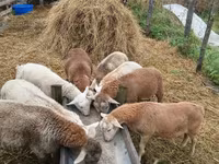 公羊, Baerchuke sheep — 照片 7