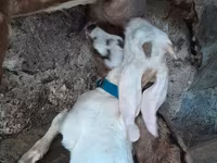 बकरा, Nubian Goat — फ़ोटो 3