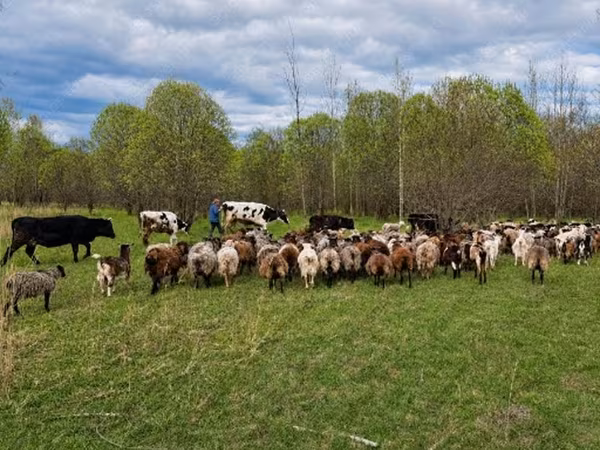 Cow, Cattle