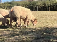 公羊, Charollais sheep — 照片 3
