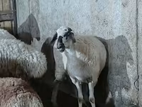 母羊, Sheep — 照片 4