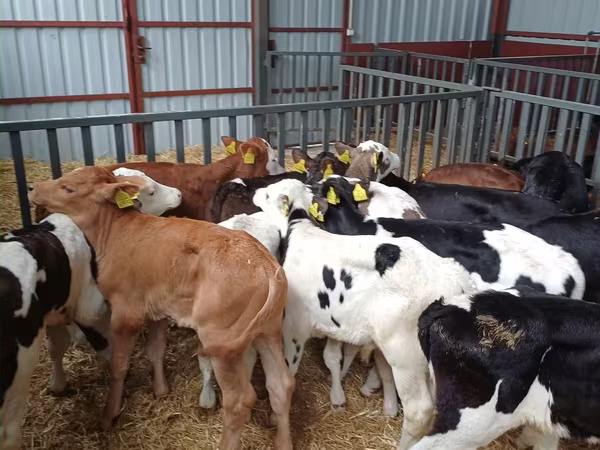 公牛, Cattle