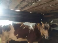 Vaca, Raza Holstein — foto 8