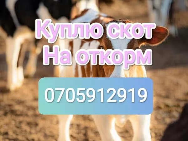 Cattle