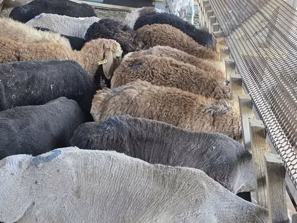 Sheep