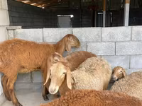 母羊, Sheep — 照片 2