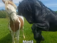 Caballo, Friesian — foto 1