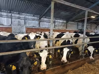 母牛, Holstein breed — 照片 4