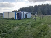 Oveja, Romanov sheep — foto 5