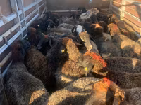 母羊, Sheep — 照片 2