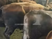 Cow, Cattle — photo 4