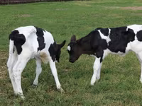 Toro, Raza Holstein — foto 5