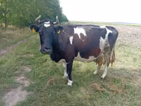母牛, Cattle — 照片 2