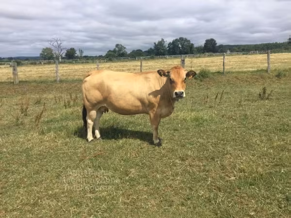 母牛, Partenaise cattle