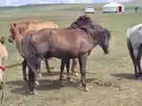 Caballo, Caballos — foto 2