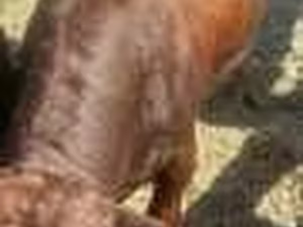母牛, Cattle — 哈萨克斯坦