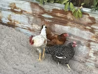 Chickens — photo 4