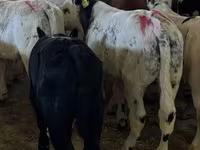 Bull, Cattle — photo 1