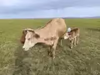 Cow, Cattle — photo 3