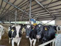 母牛, Holstein breed — 照片 3