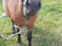 公马, American shetland pony — 照片 2