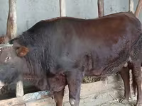 ثور, البقرة الحمراء السهوبية — الصورة 3
