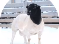 公羊, Dorper sheep — 照片 1